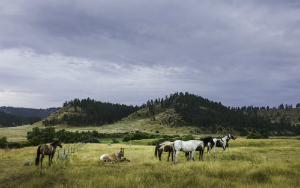 Marion, Montana Drug Rehab Marion, Montana Drug Rehab